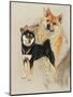 Sheba Inu-Barbara Keith-Mounted Giclee Print