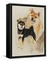 Sheba Inu-Barbara Keith-Framed Stretched Canvas