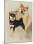 Sheba Inu-Barbara Keith-Mounted Giclee Print