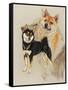 Sheba Inu-Barbara Keith-Framed Stretched Canvas