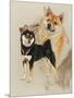 Sheba Inu-Barbara Keith-Mounted Giclee Print