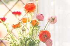 Colorful Persian Buttercup Flowers (Ranunculus)-Shebeko-Photographic Print