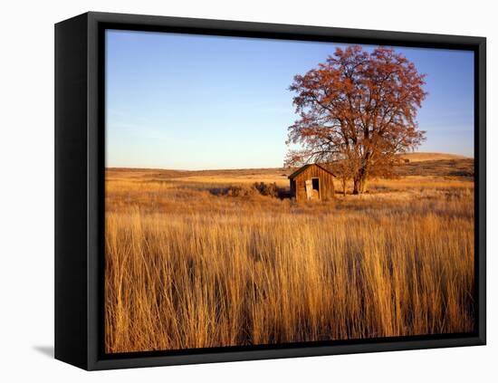 Shed and Locust Tree in Evening Light-Steve Terrill-Framed Stretched Canvas