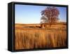 Shed and Locust Tree in Evening Light-Steve Terrill-Framed Stretched Canvas