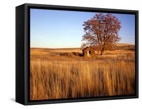 Shed and Locust Tree in Evening Light-Steve Terrill-Framed Stretched Canvas
