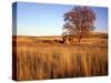 Shed and Locust Tree in Evening Light-Steve Terrill-Stretched Canvas