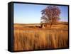 Shed and Locust Tree in Evening Light-Steve Terrill-Framed Stretched Canvas