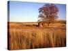 Shed and Locust Tree in Evening Light-Steve Terrill-Stretched Canvas