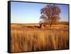 Shed and Locust Tree in Evening Light-Steve Terrill-Framed Stretched Canvas