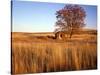 Shed and Locust Tree in Evening Light-Steve Terrill-Stretched Canvas