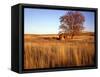 Shed and Locust Tree in Evening Light-Steve Terrill-Framed Stretched Canvas