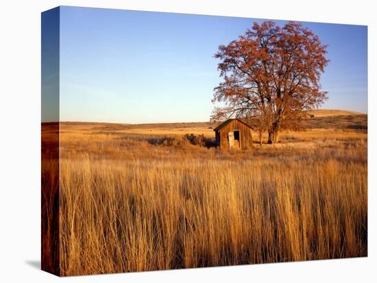 Shed and Locust Tree in Evening Light-Steve Terrill-Stretched Canvas