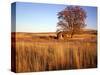 Shed and Locust Tree in Evening Light-Steve Terrill-Stretched Canvas