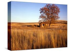 Shed and Locust Tree in Evening Light-Steve Terrill-Stretched Canvas