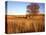 Shed and Locust Tree in Evening Light-Steve Terrill-Stretched Canvas