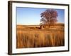 Shed and Locust Tree in Evening Light-Steve Terrill-Framed Photographic Print