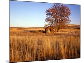 Shed and Locust Tree in Evening Light-Steve Terrill-Mounted Photographic Print