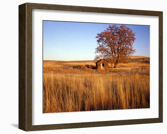 Shed and Locust Tree in Evening Light-Steve Terrill-Framed Photographic Print