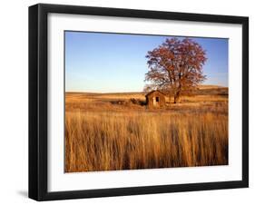 Shed and Locust Tree in Evening Light-Steve Terrill-Framed Photographic Print