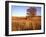 Shed and Locust Tree in Evening Light-Steve Terrill-Framed Photographic Print