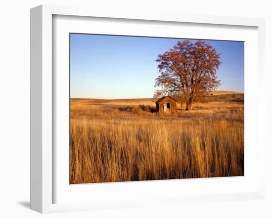 Shed and Locust Tree in Evening Light-Steve Terrill-Framed Photographic Print