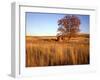 Shed and Locust Tree in Evening Light-Steve Terrill-Framed Photographic Print