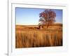 Shed and Locust Tree in Evening Light-Steve Terrill-Framed Photographic Print