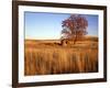 Shed and Locust Tree in Evening Light-Steve Terrill-Framed Photographic Print