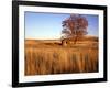 Shed and Locust Tree in Evening Light-Steve Terrill-Framed Photographic Print