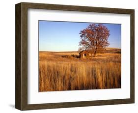 Shed and Locust Tree in Evening Light-Steve Terrill-Framed Photographic Print