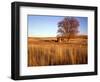 Shed and Locust Tree in Evening Light-Steve Terrill-Framed Photographic Print