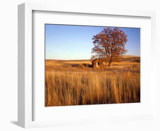 Shed and Locust Tree in Evening Light-Steve Terrill-Framed Photographic Print