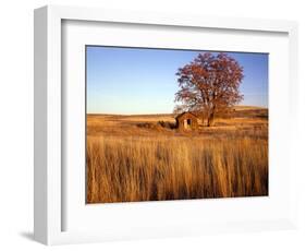 Shed and Locust Tree in Evening Light-Steve Terrill-Framed Photographic Print