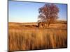 Shed and Locust Tree in Evening Light-Steve Terrill-Mounted Photographic Print