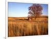 Shed and Locust Tree in Evening Light-Steve Terrill-Framed Photographic Print