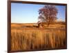 Shed and Locust Tree in Evening Light-Steve Terrill-Framed Photographic Print