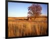 Shed and Locust Tree in Evening Light-Steve Terrill-Framed Photographic Print