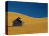 Shed in a Wheat Field-Darrell Gulin-Stretched Canvas