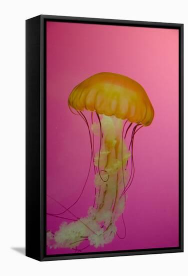 Shedd Aquarium, Jellyfish, NE Pacific Sea Nettle Marine Life, Chicago, Illinois-Cindy Miller Hopkins-Framed Stretched Canvas