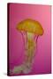 Shedd Aquarium, Jellyfish, NE Pacific Sea Nettle Marine Life, Chicago, Illinois-Cindy Miller Hopkins-Stretched Canvas