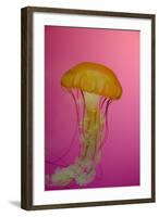 Shedd Aquarium, Jellyfish, NE Pacific Sea Nettle Marine Life, Chicago, Illinois-Cindy Miller Hopkins-Framed Photographic Print