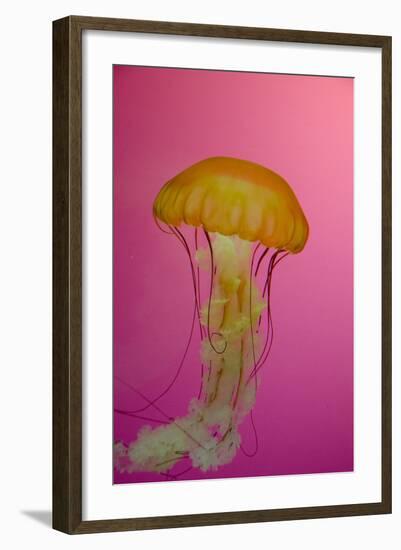 Shedd Aquarium, Jellyfish, NE Pacific Sea Nettle Marine Life, Chicago, Illinois-Cindy Miller Hopkins-Framed Photographic Print