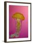 Shedd Aquarium, Jellyfish, NE Pacific Sea Nettle Marine Life, Chicago, Illinois-Cindy Miller Hopkins-Framed Photographic Print