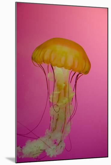 Shedd Aquarium, Jellyfish, NE Pacific Sea Nettle Marine Life, Chicago, Illinois-Cindy Miller Hopkins-Mounted Photographic Print