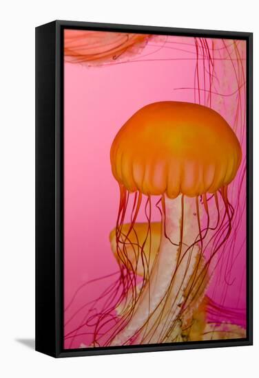 Shedd Aquarium, Jellyfish, NE Pacific Sea Nettle Marine Life, Chicago, Illinois-Cindy Miller Hopkins-Framed Stretched Canvas