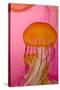 Shedd Aquarium, Jellyfish, NE Pacific Sea Nettle Marine Life, Chicago, Illinois-Cindy Miller Hopkins-Stretched Canvas