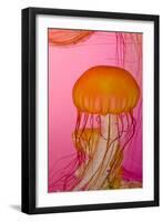 Shedd Aquarium, Jellyfish, NE Pacific Sea Nettle Marine Life, Chicago, Illinois-Cindy Miller Hopkins-Framed Photographic Print