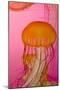 Shedd Aquarium, Jellyfish, NE Pacific Sea Nettle Marine Life, Chicago, Illinois-Cindy Miller Hopkins-Mounted Photographic Print