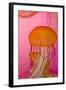 Shedd Aquarium, Jellyfish, NE Pacific Sea Nettle Marine Life, Chicago, Illinois-Cindy Miller Hopkins-Framed Photographic Print