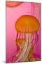 Shedd Aquarium, Jellyfish, NE Pacific Sea Nettle Marine Life, Chicago, Illinois-Cindy Miller Hopkins-Mounted Photographic Print